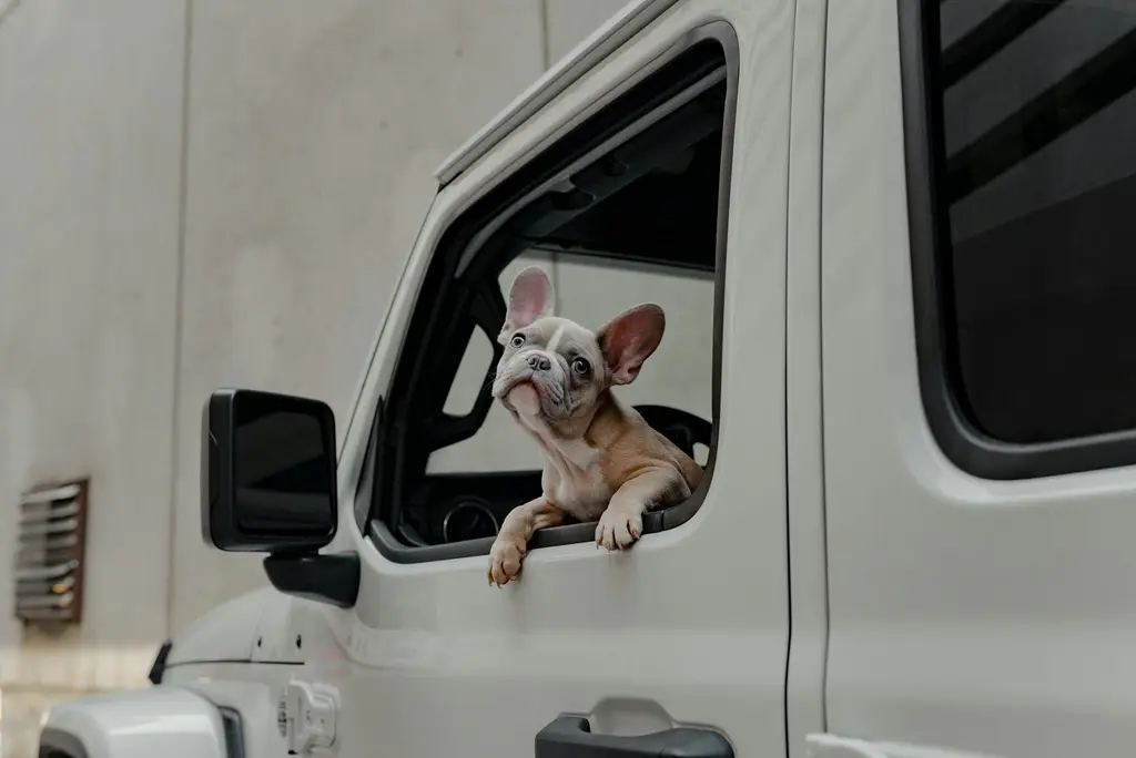 A French bulldog puppy leaning out of the open window of a white car