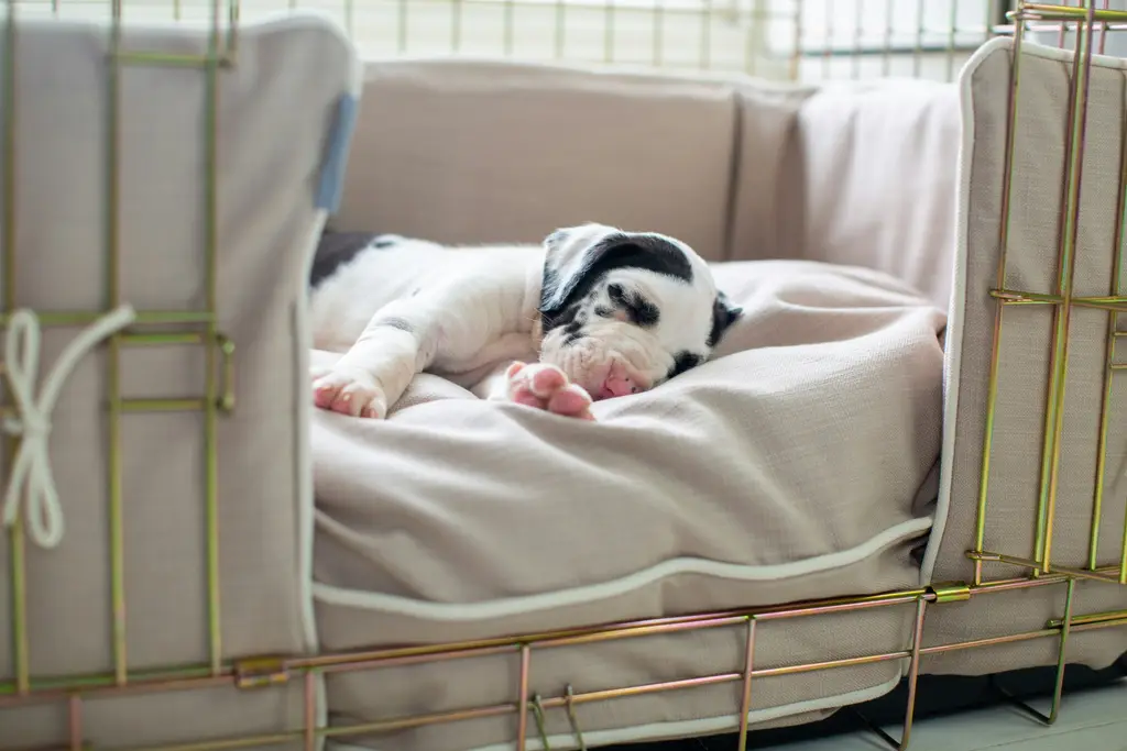 A black-and-white Great Dane puppy asleep on a cushioned dog bed